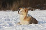 BORDER COLLIE 1193